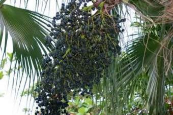 plody palmy euterpe oleracea