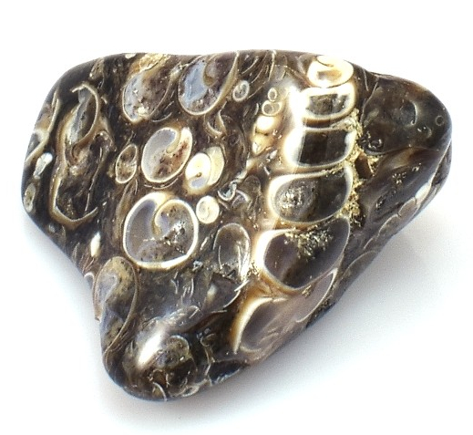 Turitella