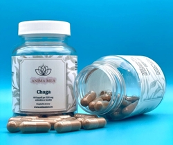 Chaga  6/2026
