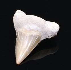 fosilie žraločí zub