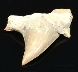 fosilie zraloci zub