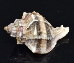 Mušle mořská / 5753