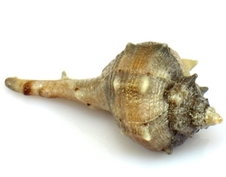 Mušle mořská / 5773
