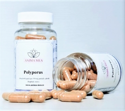 Polyporus (exp. 12/2023)