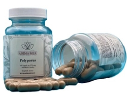 Polyporus  (02/2027)
