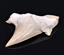 fosilie zraloci zub