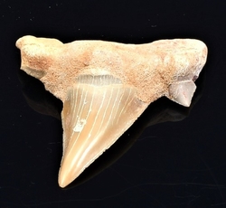 žraločí zub fosilie