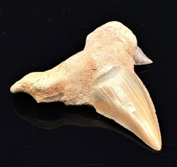 zraloci zub fosilie